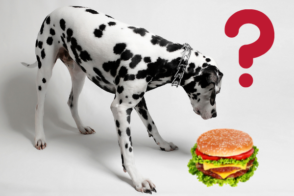 Can dogs 2025 eat hamburger