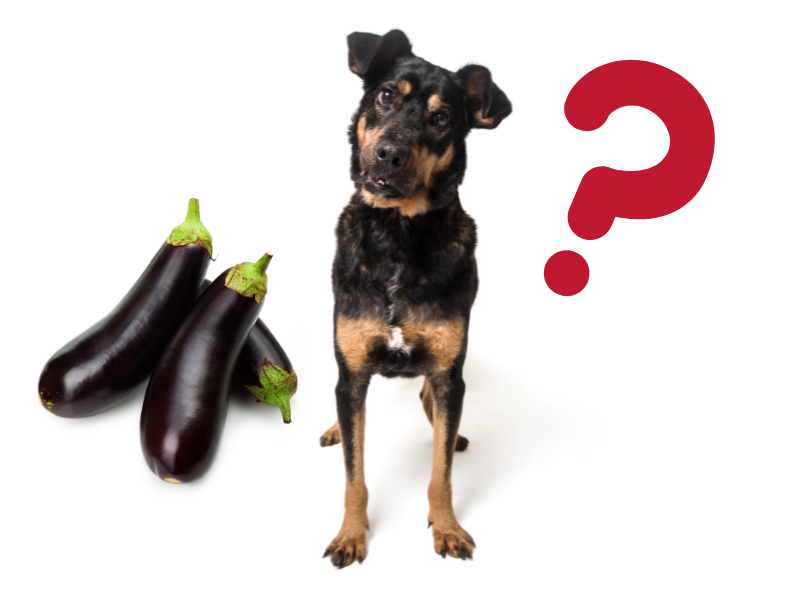 are there foods that dogs hate