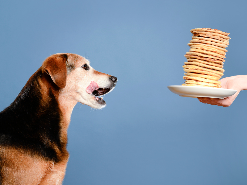 are plain pancakes bad for dogs