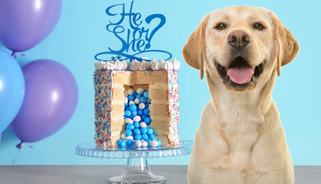 Can Dogs Eat Butter? Unveiling The Surprising Truth!