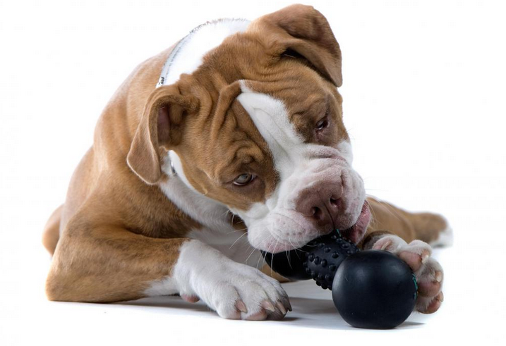 9 Eco-Friendly Dog Toys That Aren't Ruff On The Planet