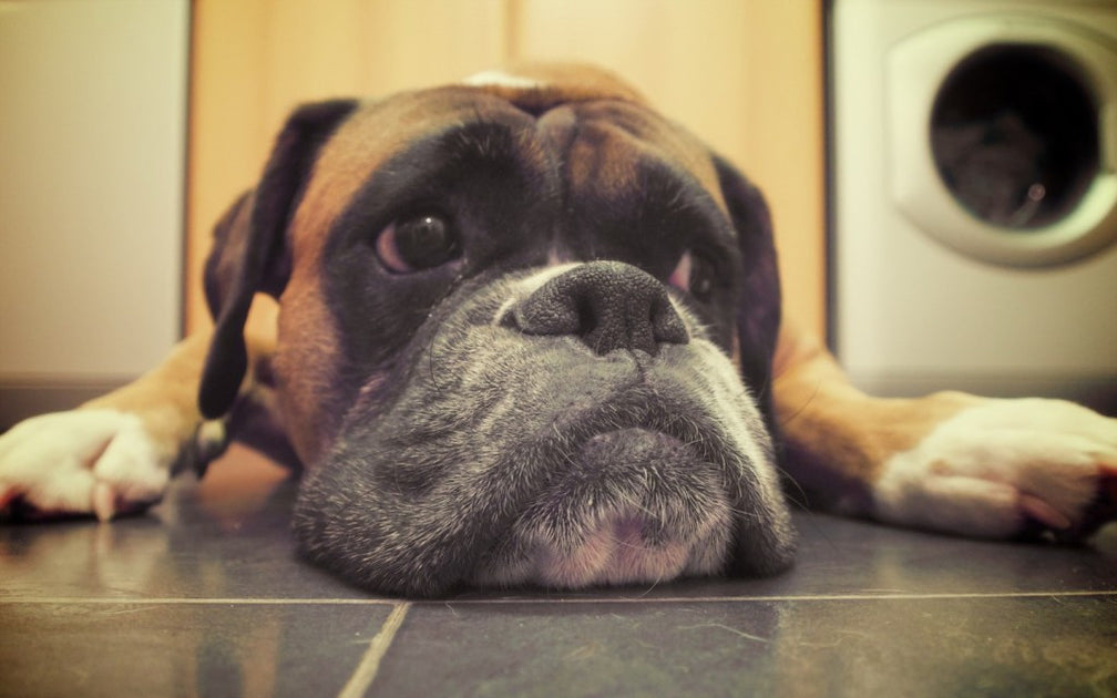 http://www.thedogbakery.com/cdn/shop/articles/boxer-on-floor-1024x640_1200x630.jpg?v=1495526975