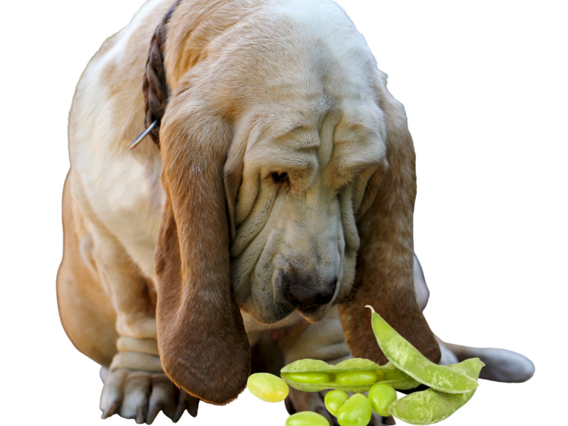 Is edamame safe for dogs sale