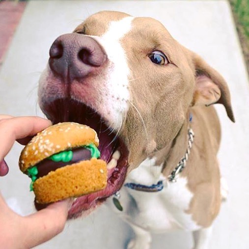 Can dogs eat hamburger hotsell