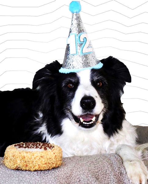 dog with birthday hat