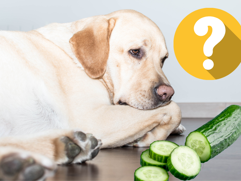 Can Dogs Eat Cucumbers? 