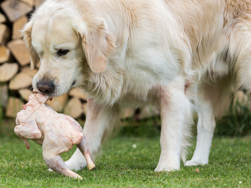 Can Dogs Eat Raw Chicken?