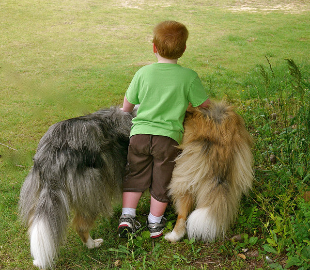 Training Dogs to Act Properly Around Kids