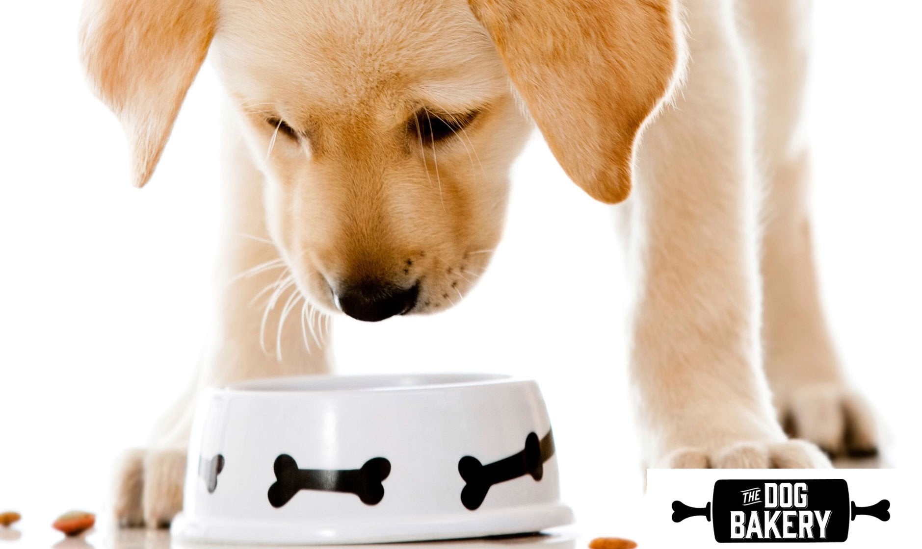 Can Dogs Eat Yogurt