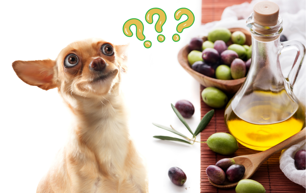 Have You Ever Wondered If Dogs Can Eat Olives?