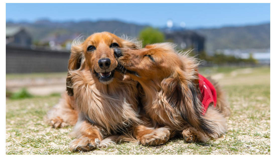 Celebrate National Dachshund Day With These Amazing Treats!