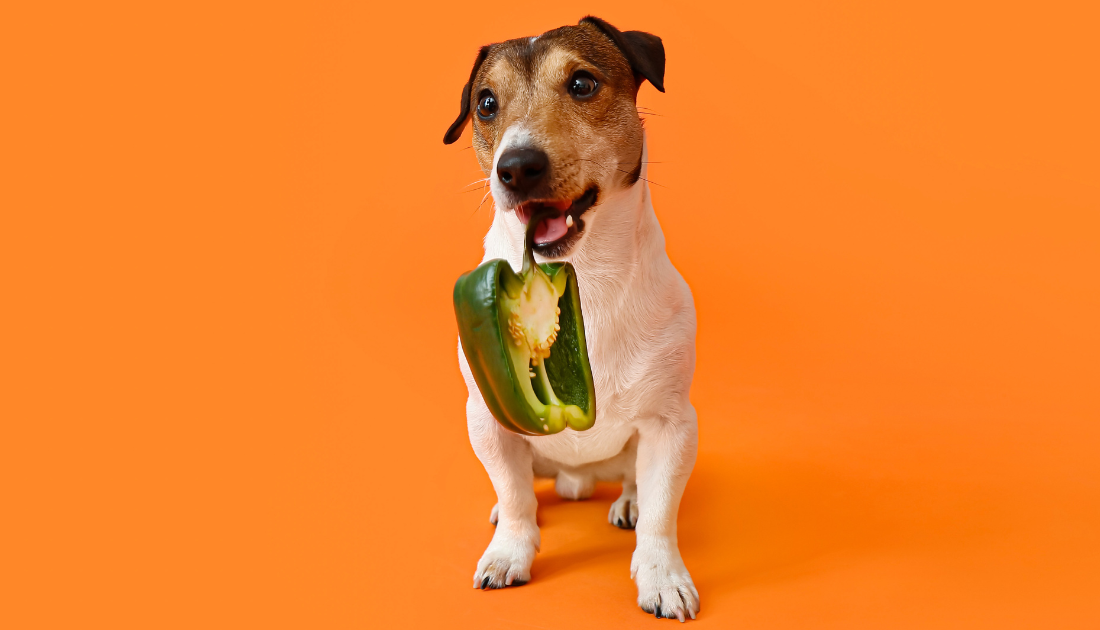 Can Dogs Eat Peppers? Find out which ones are really toxic 🌶