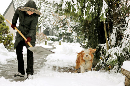 How to Prevent & Treat Your Dog's Dry, Cracked Paws