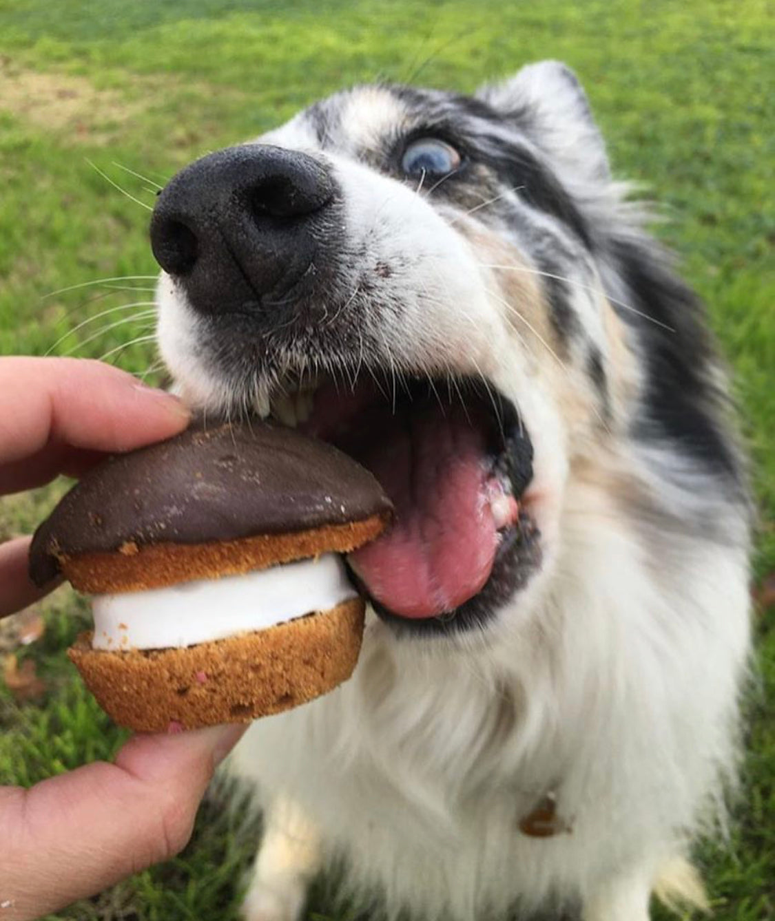 Can Dogs Eat Carob?