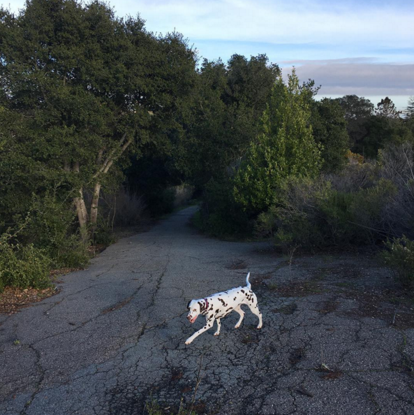 5 Tips For Your Dalmatian's Health & Happiness