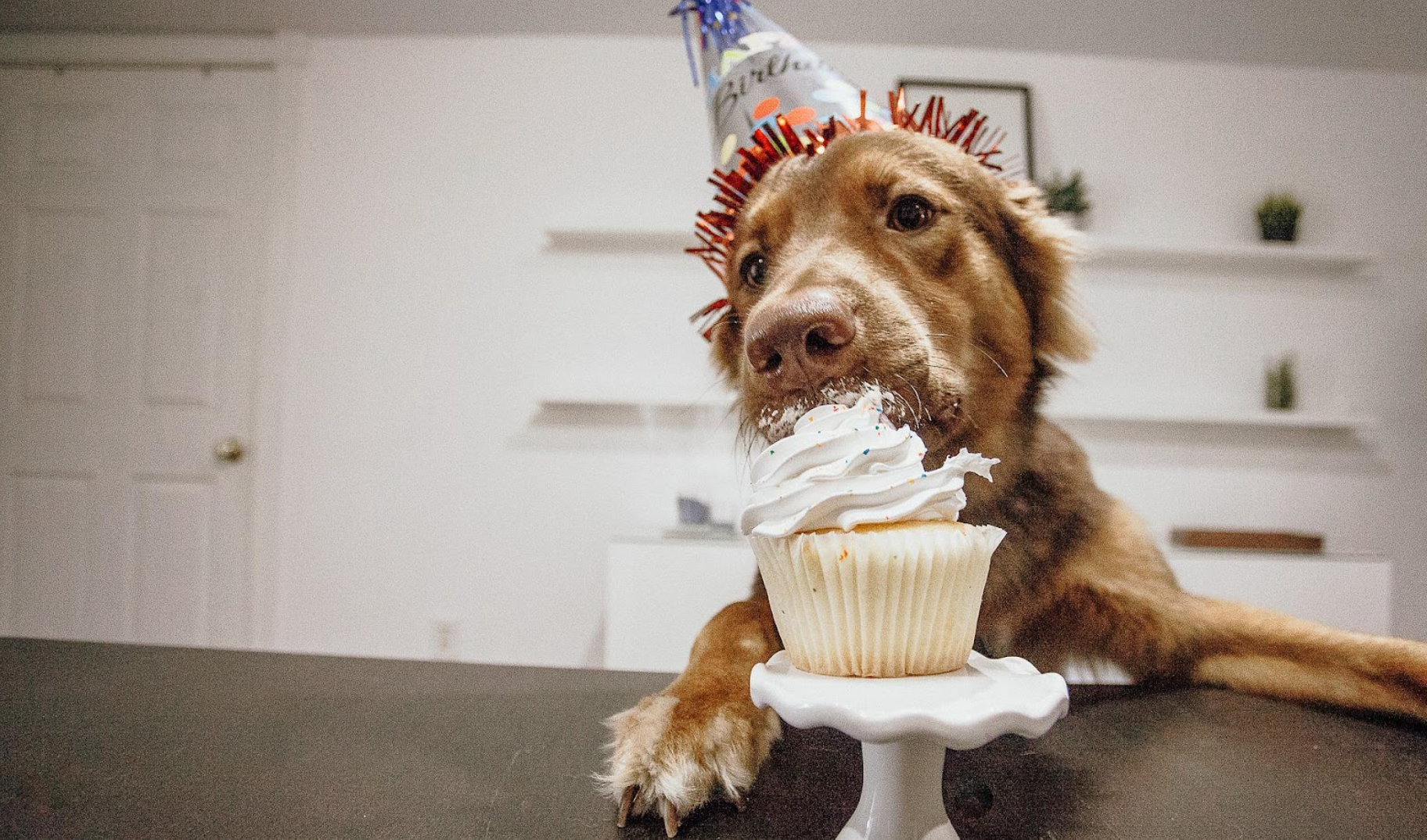 Can Dogs Eat Cupcakes?