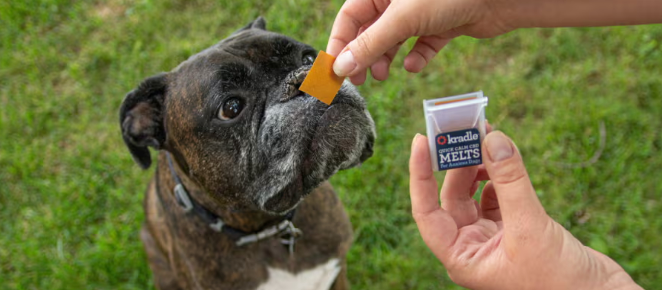 How Does CBD Help Dogs with Behavioral Issues