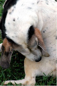 What are those itchy bumps on my dogs skin?