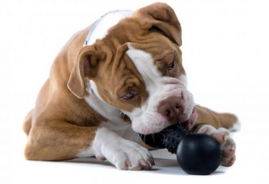 https://www.thedogbakery.com/cdn/shop/articles/blog_dog-playing-with-toy_300x300.png?v=1492753820