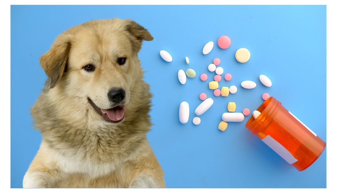 Dog Supplements