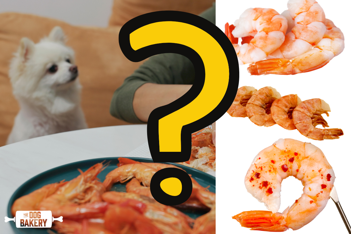 Can Dogs Eat Shrimp?