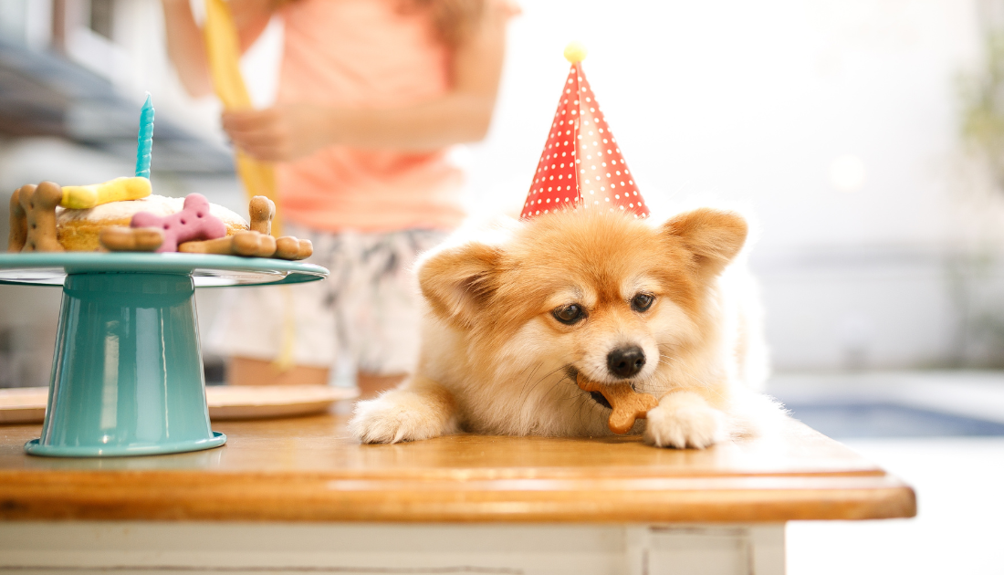 Homemade Birthday Treats for Dogs