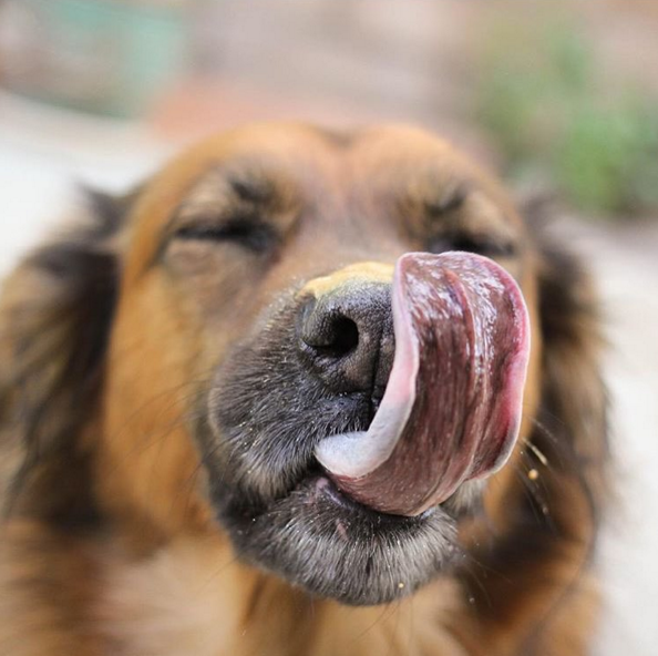 peanut butter dog treats