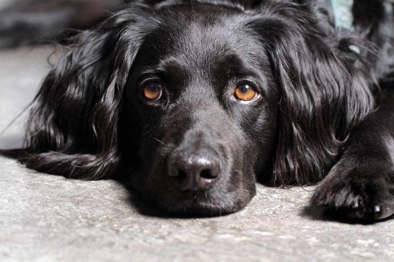 All Dogs Go to Heaven: Celebrations That Honor Your Dog After They Pass