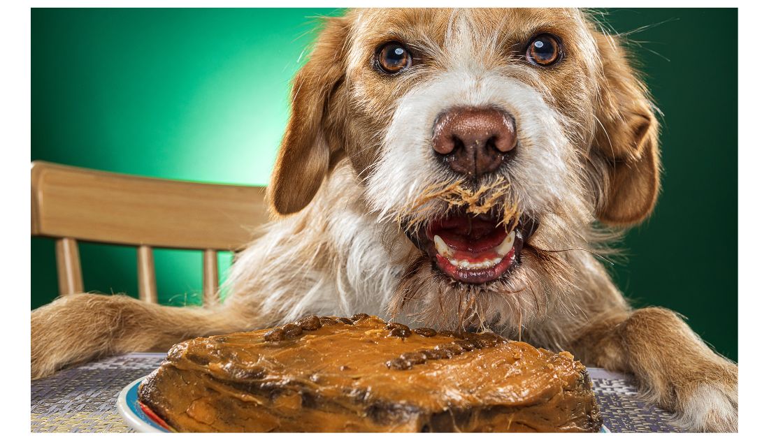 8 Really Easy No Bake Dog Cake Recipes