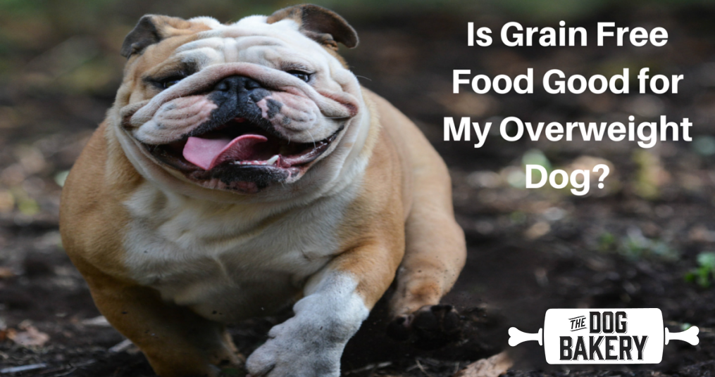 Ask the Vet: Is Grain Free Food Helpful for an Overweight Bulldog?