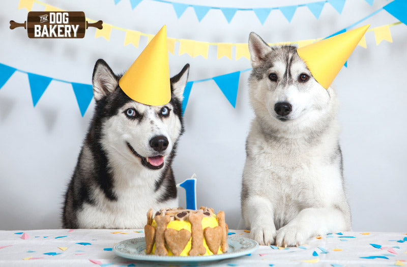 Dog Birthday Cake