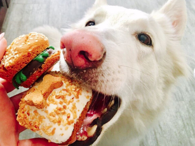 baked dog treats