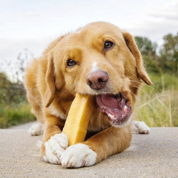 Himalayan Yak Milk Chew