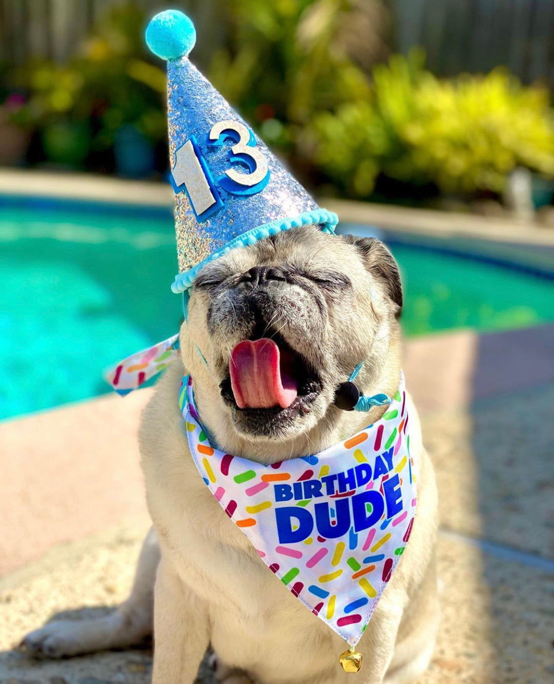 Birthday Party Hat For Dogs