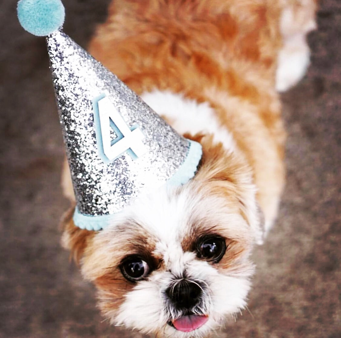 Birthday Party Hat For Dogs