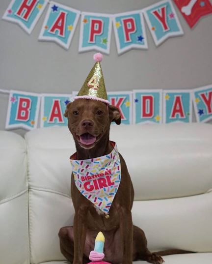 Birthday Party Hat For Dogs