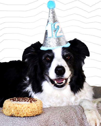 Birthday Party Hat For Dogs